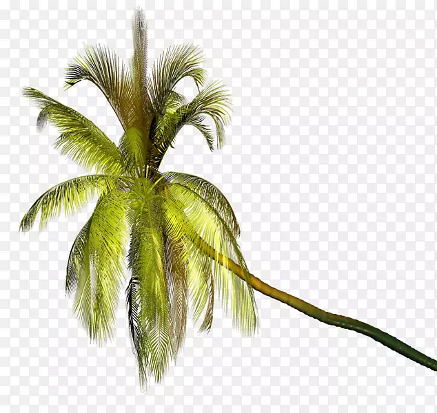 椰子艺术摄影剪贴画-椰子