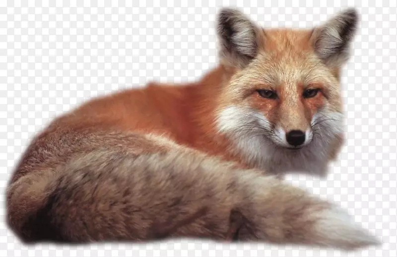 桌面壁纸狐狸