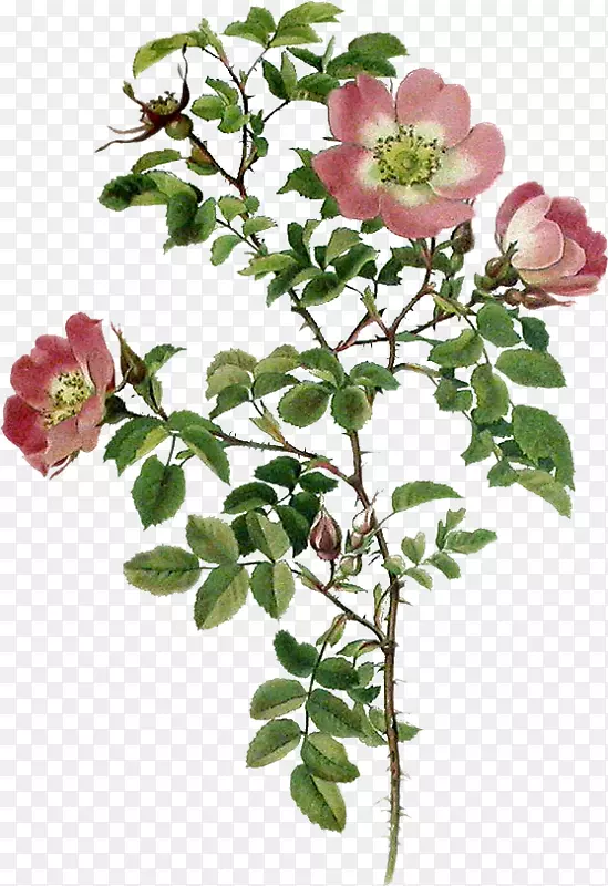 花园玫瑰，卷心菜，玫瑰花，甜-刚毛宝马5系列-花