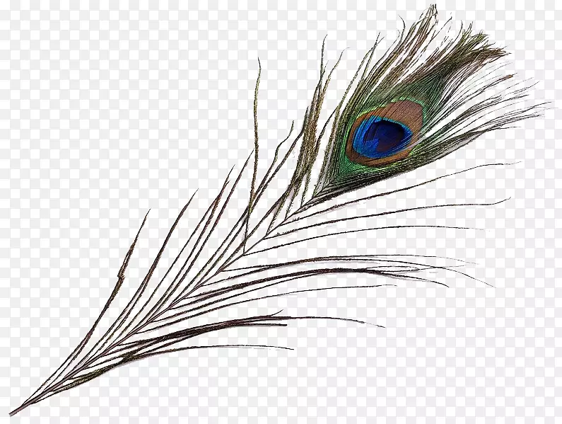 亚洲孔雀鸟喙羽毛