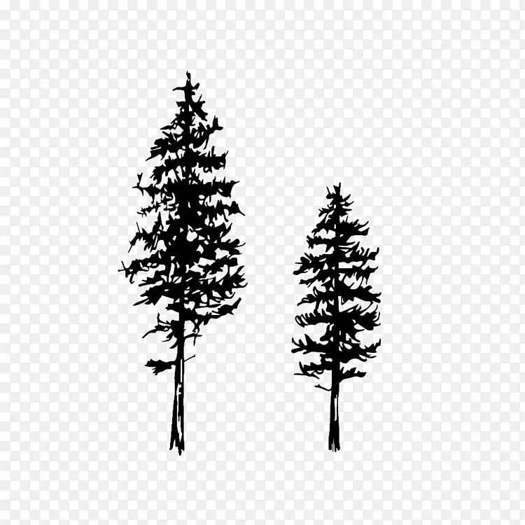 绘制杉木针叶树东部白松素描树