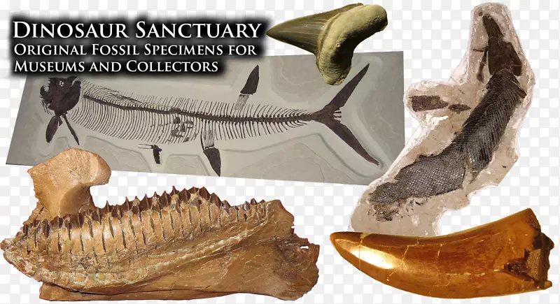 海洋脊椎动物颌骨化石恐龙骨骼