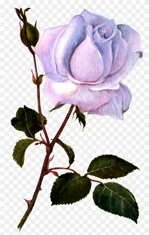 甘蓝玫瑰花园玫瑰花蓝色玫瑰花