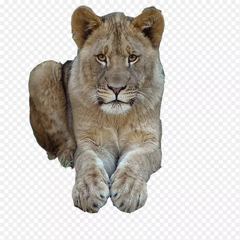 东非狮子猫科-猫