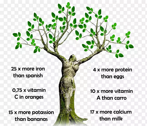 鸡腿树保健药用植物药物营养保健
