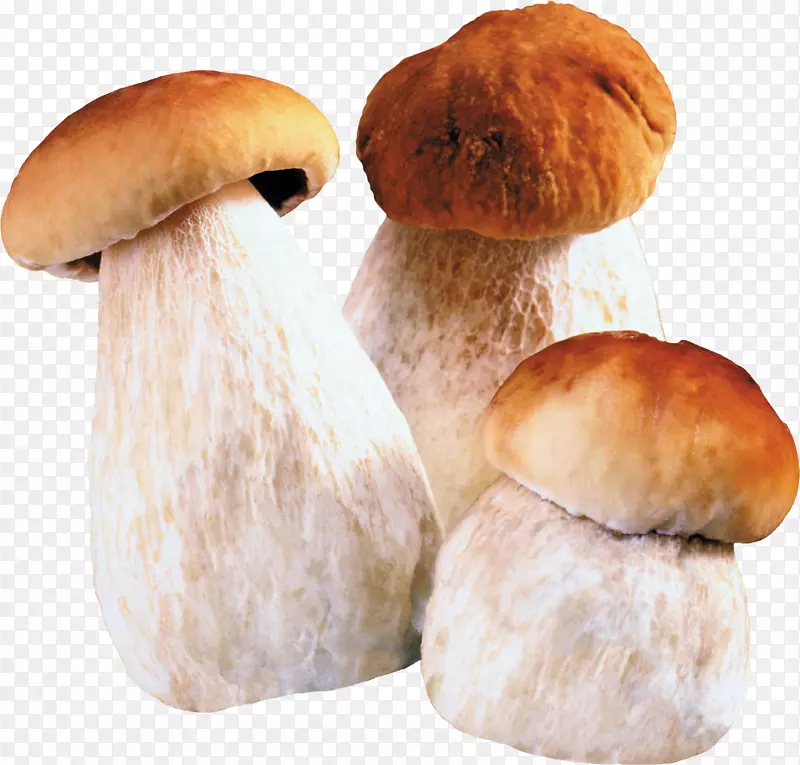 利雅得真菌麦加吉赞蘑菇