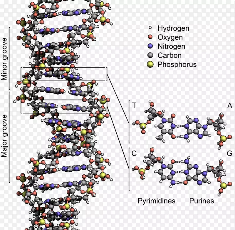双螺旋：发现dna核酸结构的个人记述核酸分子结构：脱氧核糖核酸双螺旋结构-科学