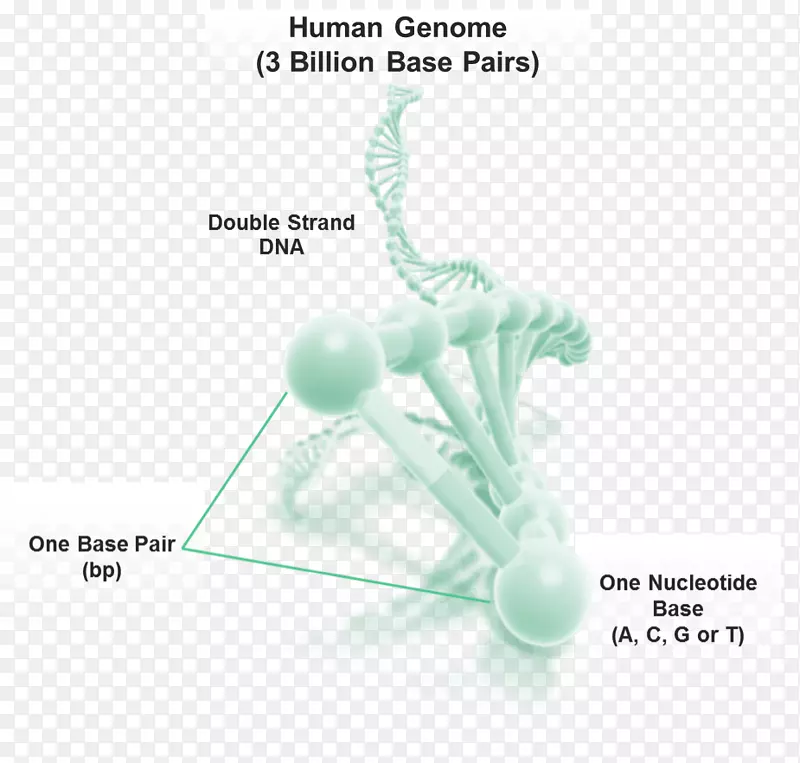 人类基因组dna碱基对生物遗传物质