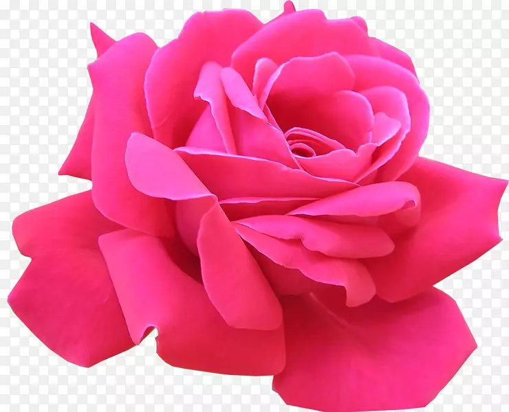 玫瑰粉色花朵剪贴画.封装的后记剪贴画