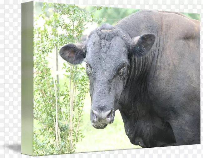 牛，野生动物，陆生动物鼻子-公牛脸