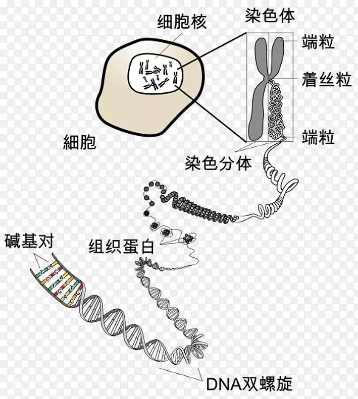 染色体dna RNA生物学端粒科学