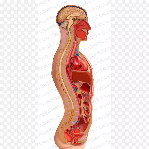 矢状面智人躯干解剖人体内分泌系统