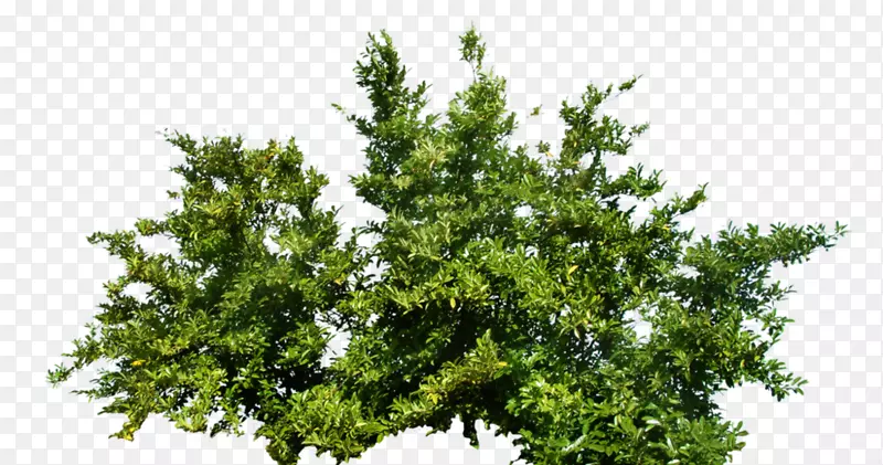 灌木植物PNG图片素材下载_图片编号4460771-PNG素材网