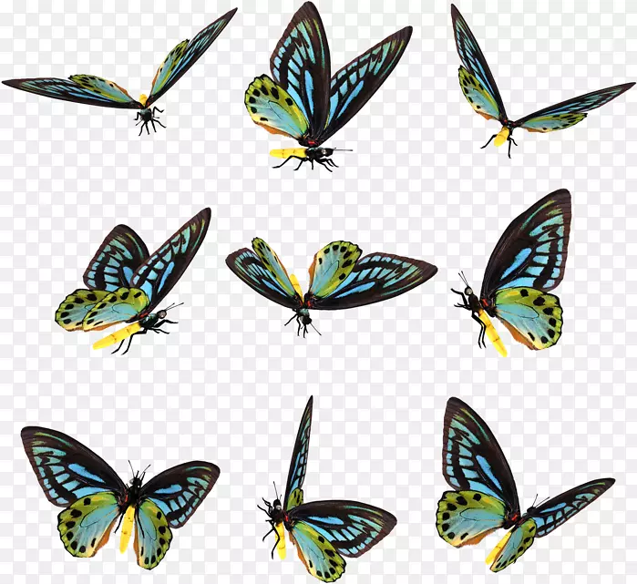 毛茸茸的蝴蝶蛾摄影-蝴蝶