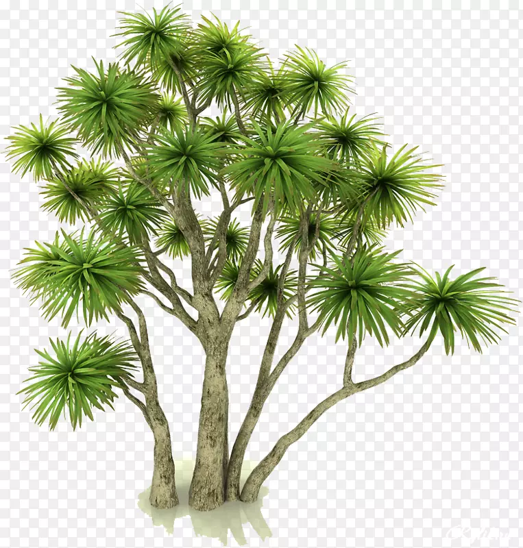 亚洲帕尔米拉棕榈花盆室内植物Autodesk 3DS最大3ds