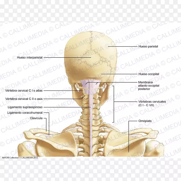颈部后三角，颈椎骨，头颈解剖-颅骨