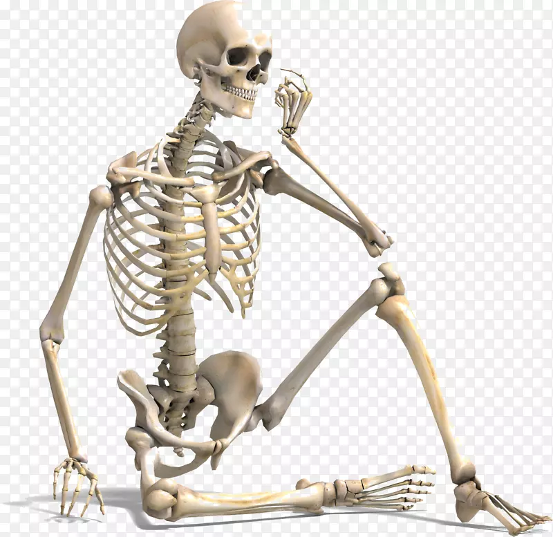 人体骨骼骨密度人体脊柱