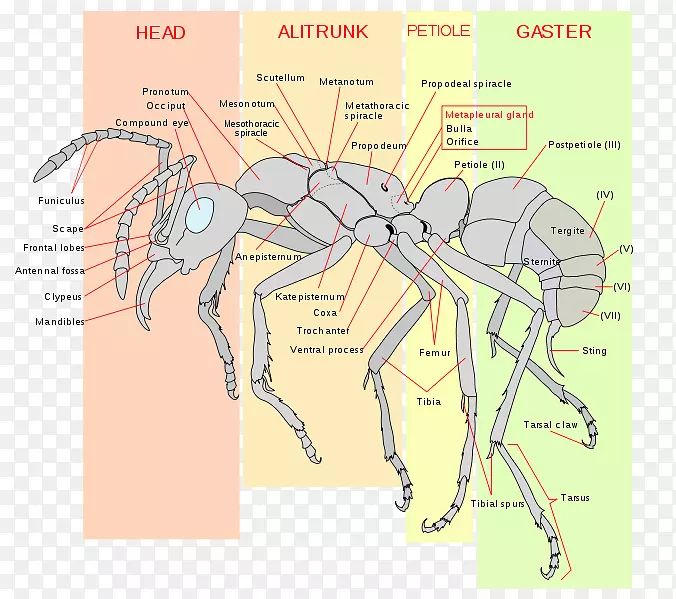 昆虫蚜虫解剖人体褐飞虱