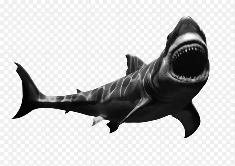 安魂利姆鲨鱼博萨诺瓦XD购物中心-野生动物