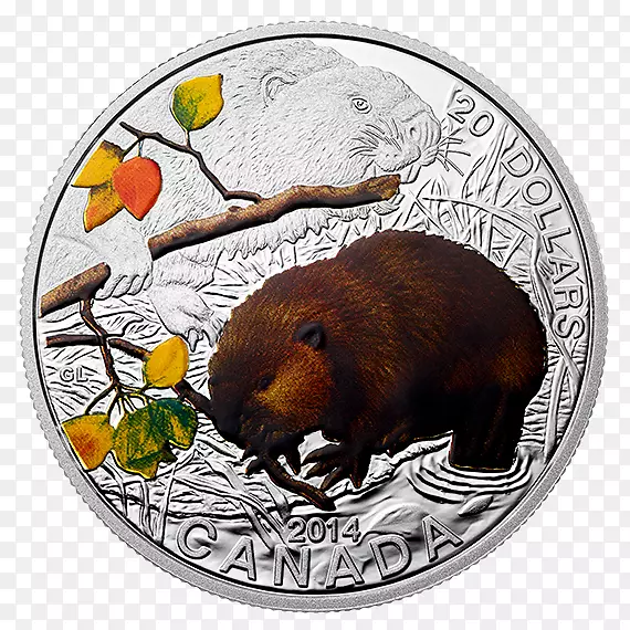 海狸银币加拿大银币-海狸