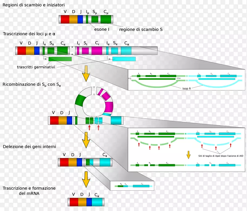 同型抗体免疫球蛋白类开关v(D)j重组b类细胞-f电缆