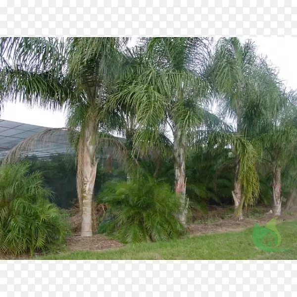亚洲棕榈科棕榈树