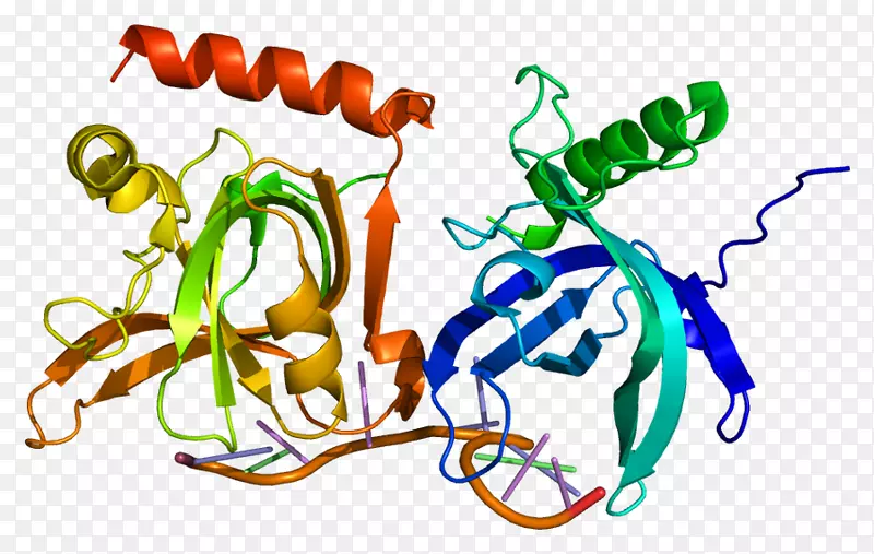 POT 1端粒蛋白分子生物学基因阳性单链RNA病毒