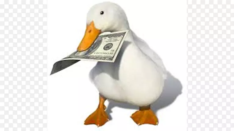官话鸭钱Youtube动物-鸭子