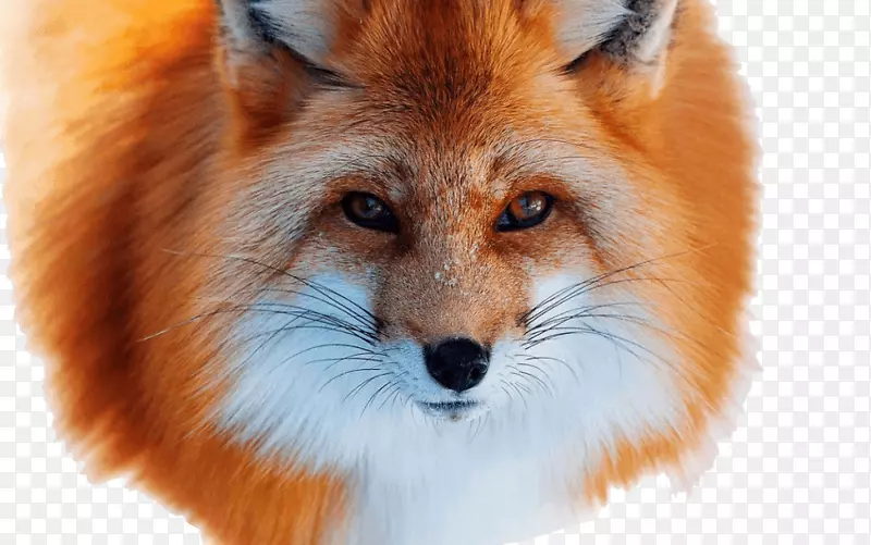 红狐北极狐银狐皮毛北极狐