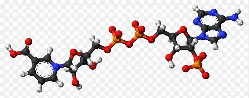 烟酸腺嘌呤二核苷酸磷酸烟酰胺腺嘌呤磷酸二核苷酸亚磷酸阴离子