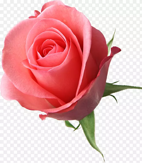 情人节祝福凯琳达：尤娜·勒根达送礼物玫瑰-情人节