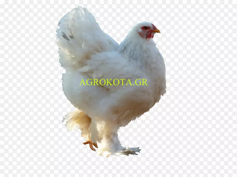 澳大利亚鸡-鸡作为食物品种-鸡种