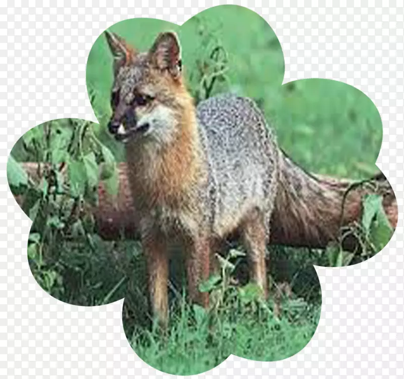 红狐灰狐包狐狸莱波尔松鼠