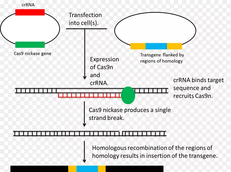 同源重组CRISPR基因组编辑基因重组质粒同源性