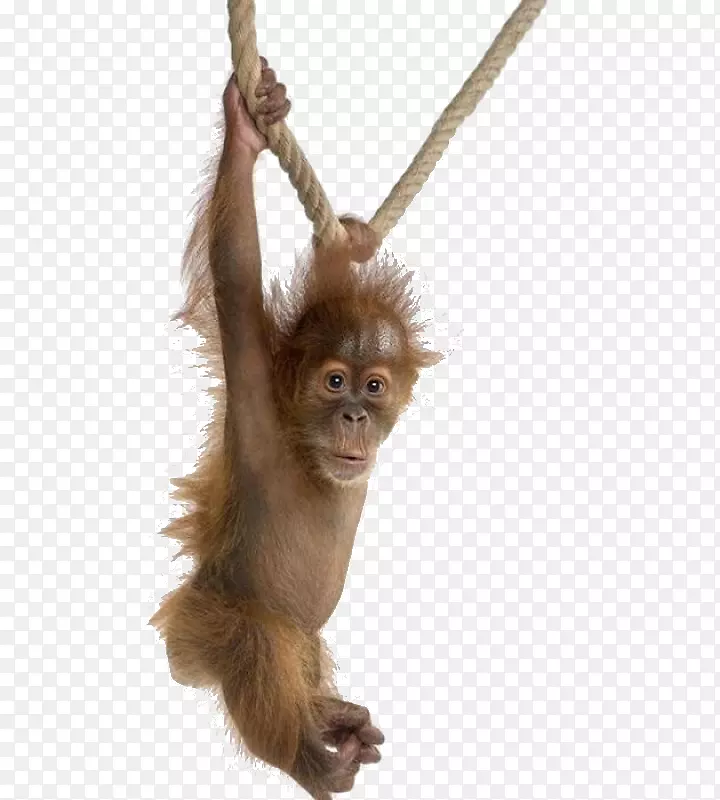 猿类普通黑猩猩西部大猩猩婆罗洲猩猩-猴子