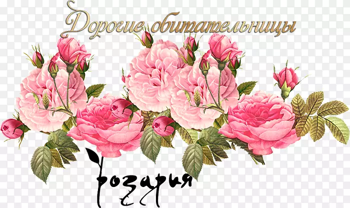 古典玫瑰：为家庭和花园美丽的品种，卷心菜，玫瑰，旧衣服，粉红色花，剪贴簿-花