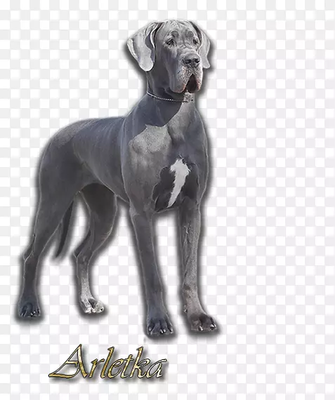 大丹灰猎犬培育阿根廷狗斯劳吉-大丹麦犬