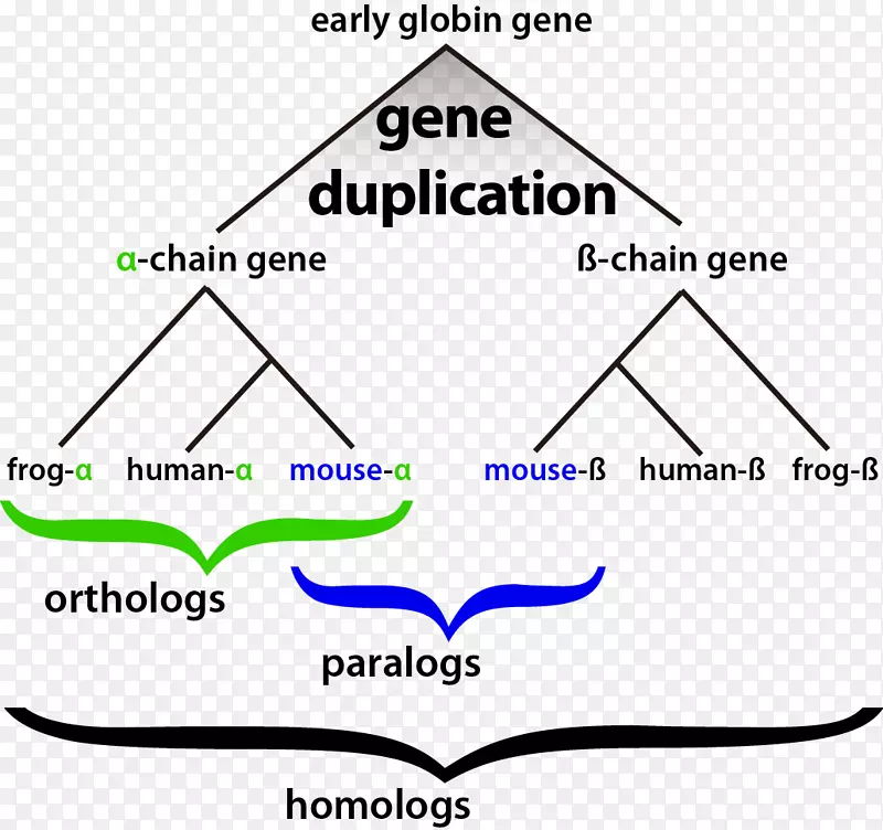 同源生物信息学基因复制进化-同源性