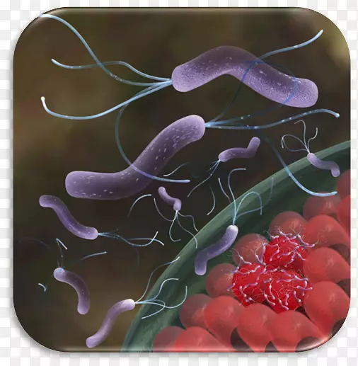 幽门螺杆菌感染幽门螺杆菌根除方案消化性溃疡病根除幽门螺杆菌方案