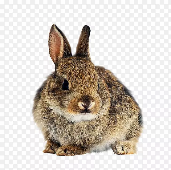 国内兔欧洲兔白兔
