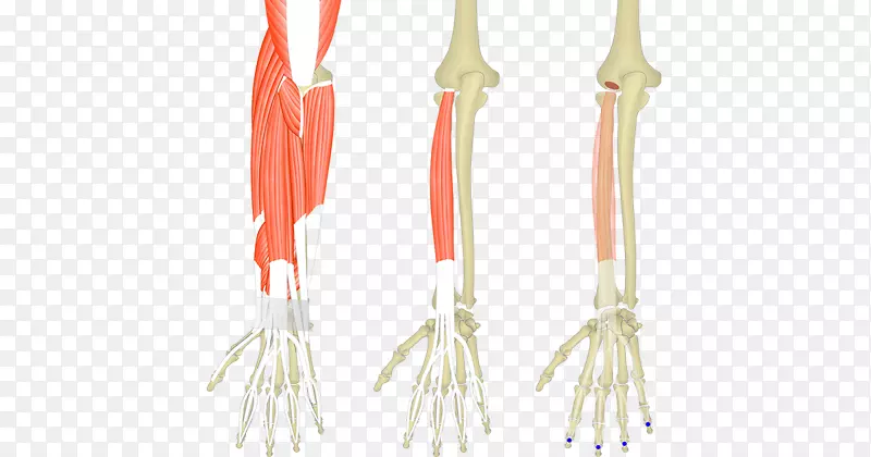 桡长腕伸肌、指伸肌、桡骨短伸肌、尺侧短伸肌