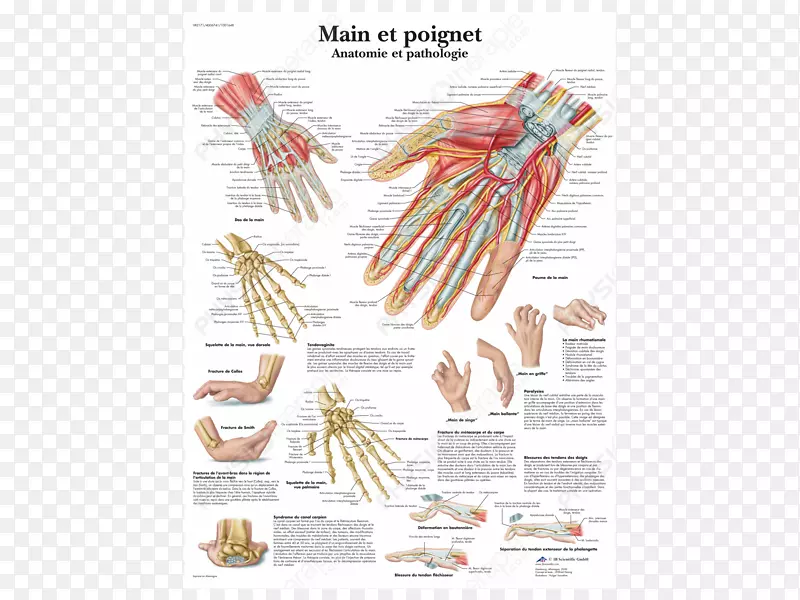 解剖与病理手腕手人体手