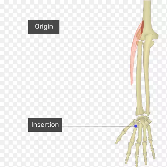桡侧桡长伸肌桡侧短肌屈肌桡侧腕伸肌指伸肌尺侧腕伸肌