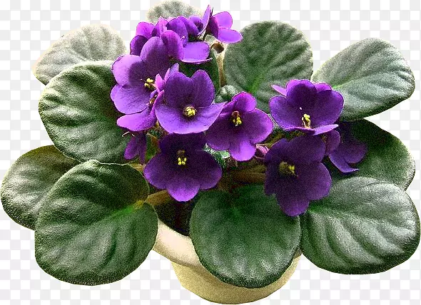 非洲紫罗兰花种子