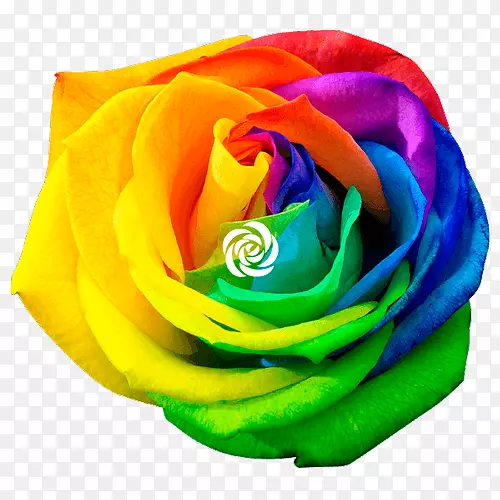 彩虹玫瑰-免费摄影花-彩虹玫瑰
