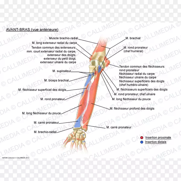 桡侧腕短肌系统伸指肌