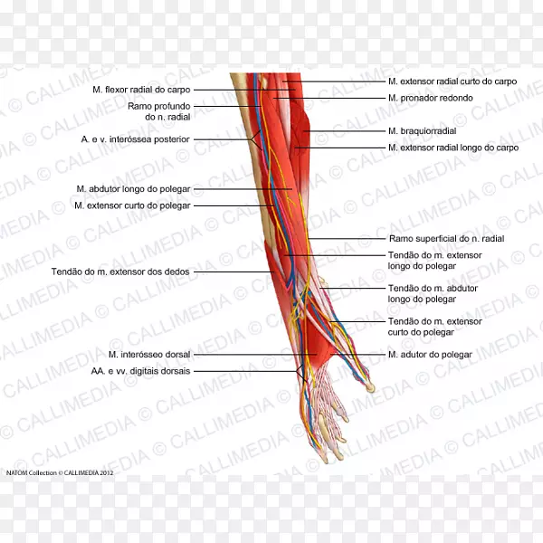 前臂神经肌血管解剖