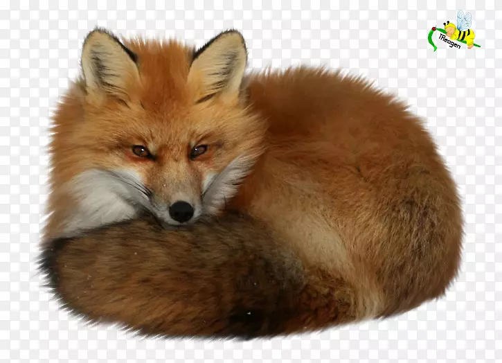 红狐狗-狐狸