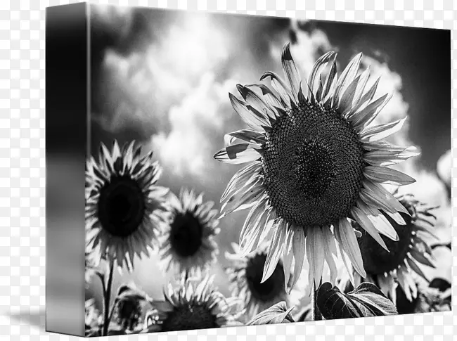 静物摄影桌面壁纸摄影-向日葵白色