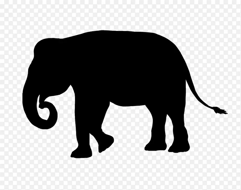 印度象非洲象猫野生动物